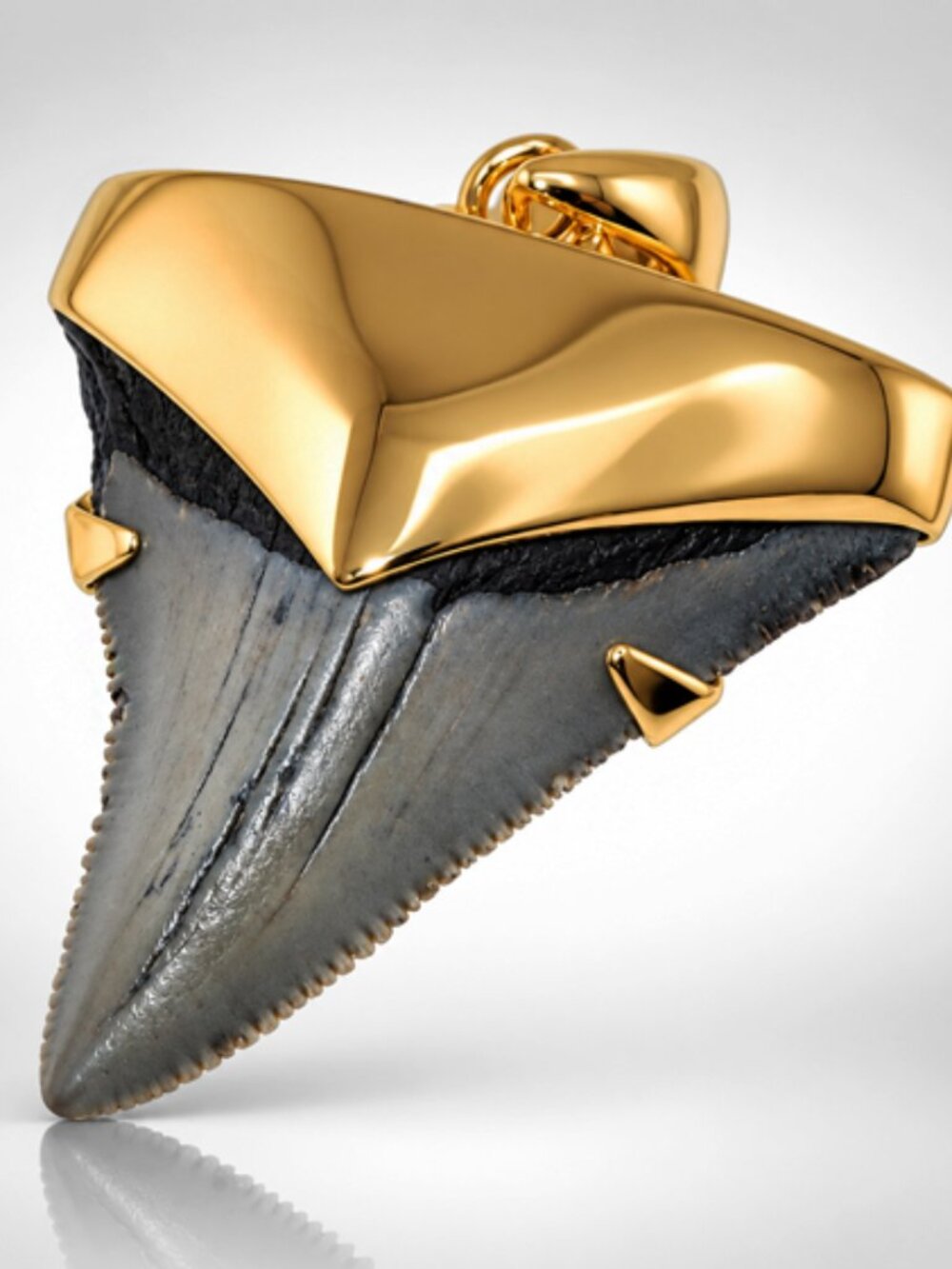 Megalodon Shark Tooth Pendant – with 24 Karat Gold over 925 Sterling Silver Cap